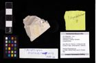 Foto (Objekt + Etikett) von Abyssophthalmus sp.  (NHMW-GEO-2017-0089-0039)
